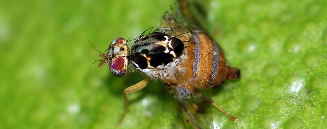 Mosca del mediterráneo / Mosca de la fruta