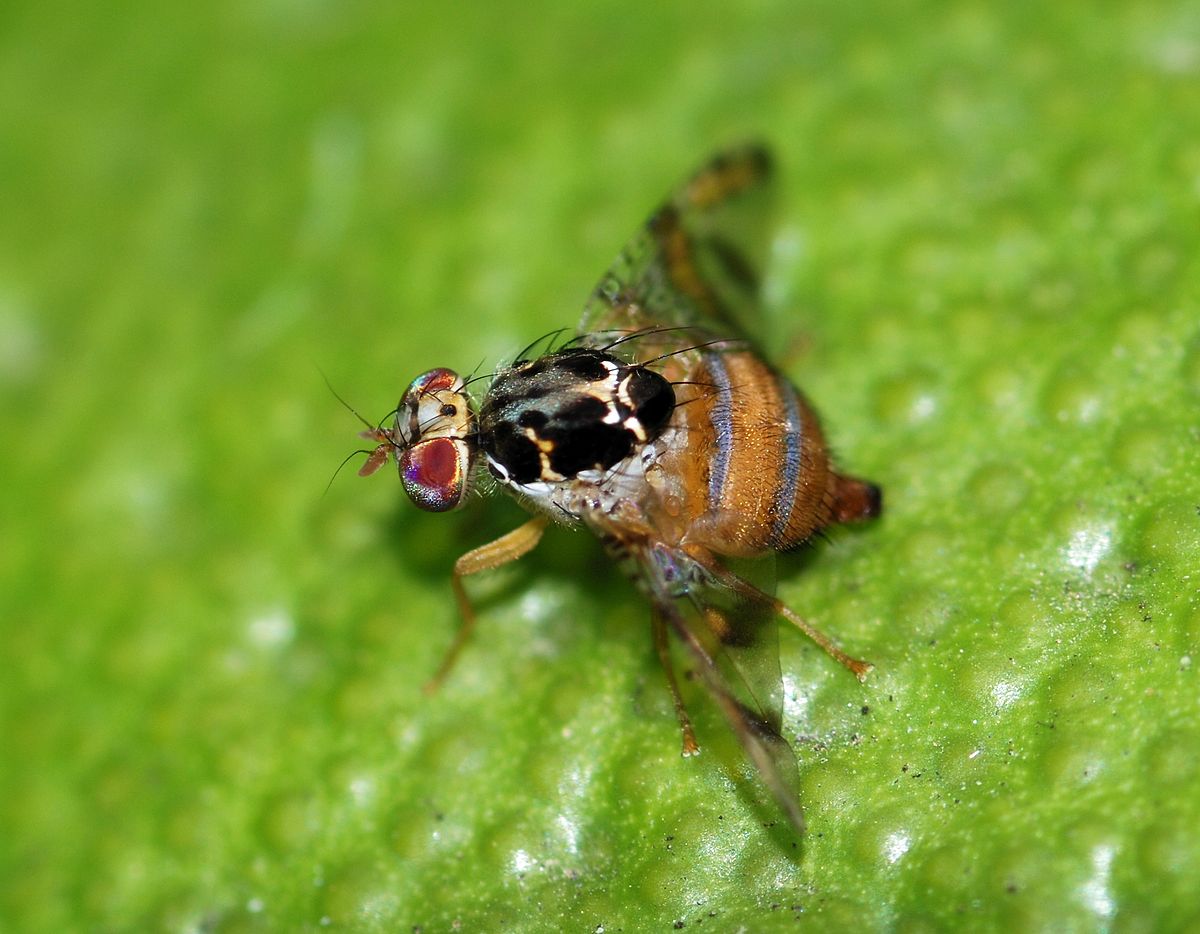 Mosca del mediterráneo / Mosca de la fruta