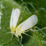 Mosca blanca / Mosca Blanca del Tabaco