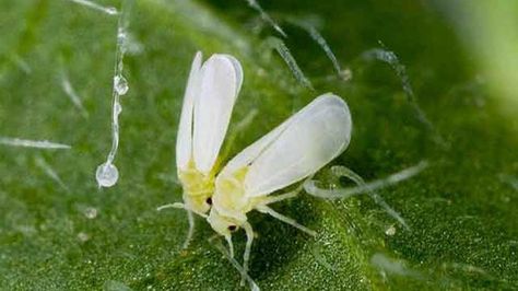 Mosca blanca / Mosca Blanca del Tabaco