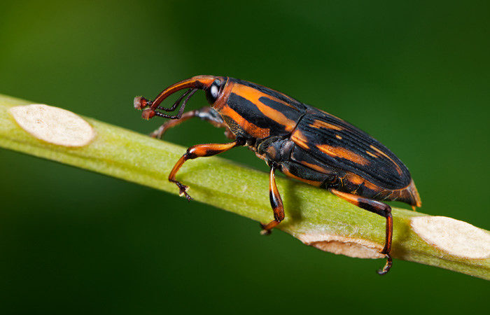 Picudo Rayado / Barrenador