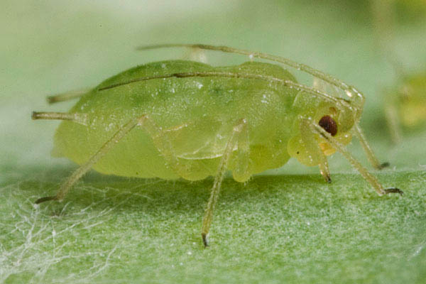 Pulgones / Pulgón verde