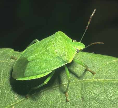 Chinche verde / Pudenta