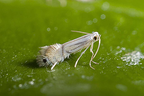 Minador / Minador de los Cítricos