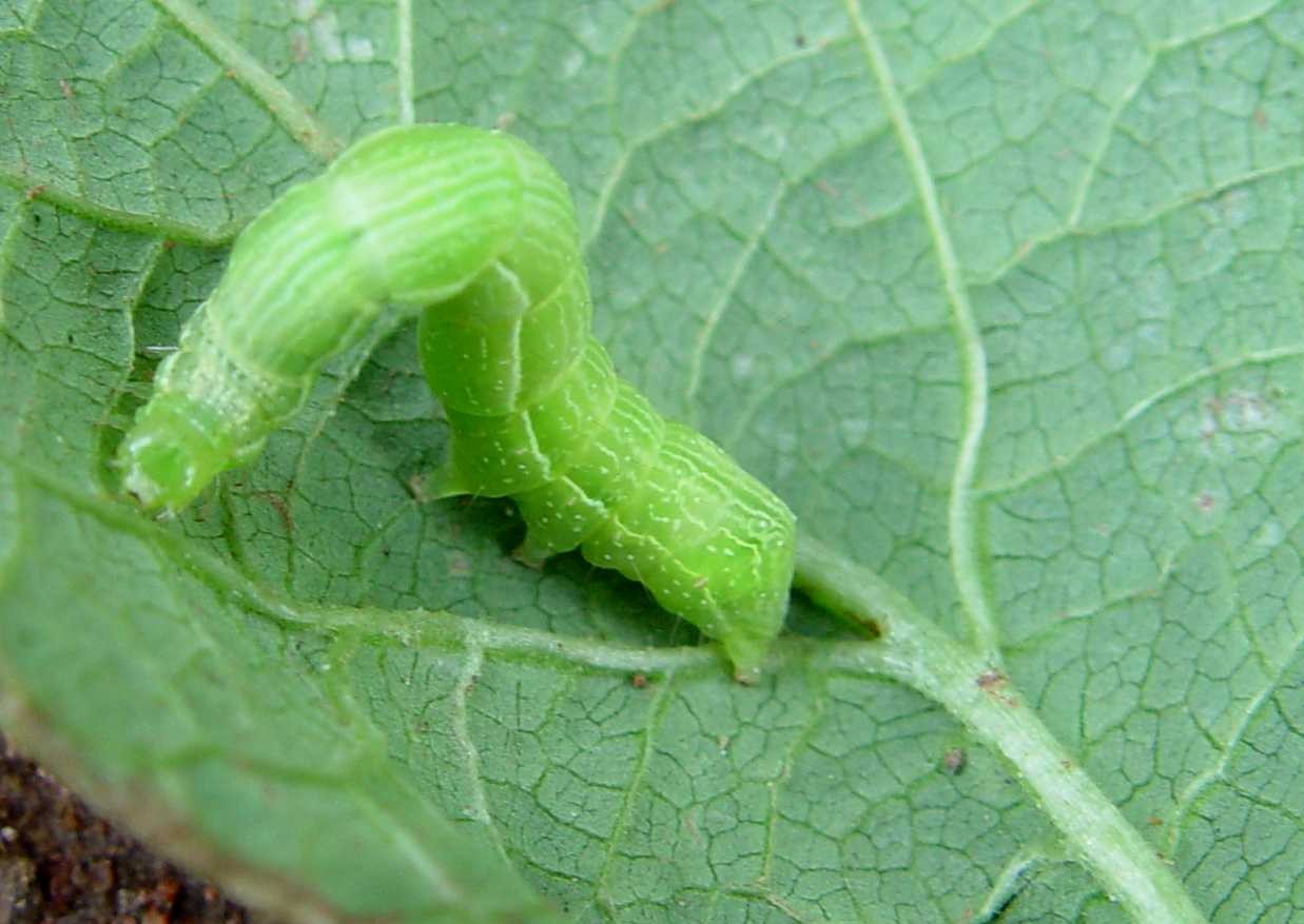 Gusano del repollo / Blanquita de la col