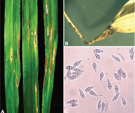 Piricularia