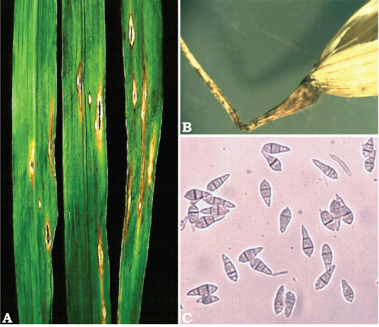 Piricularia