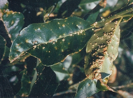 Roña / Sarna / Verrugosis