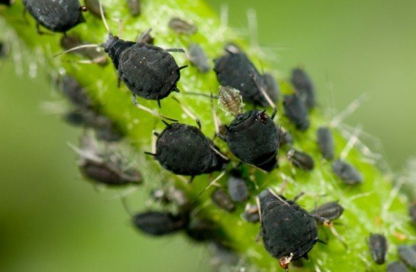 Pulgones/ Pulgón negro