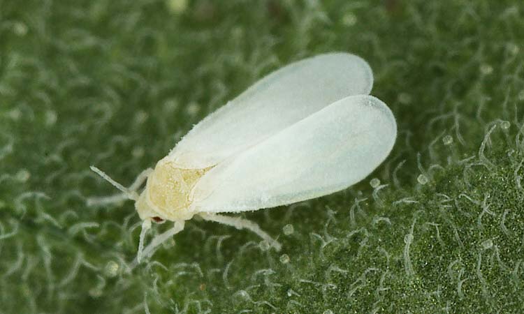 Mosca blanca / Mosca de los Invernaderos